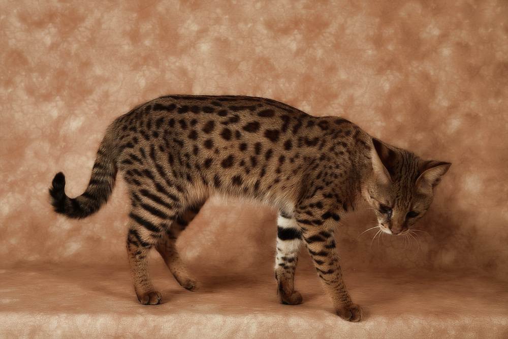 Кошка породы саванна фото, характер, чем кормить, уход и содержание
