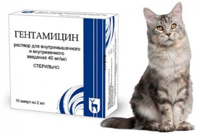 Антибиотики для кошек и котов