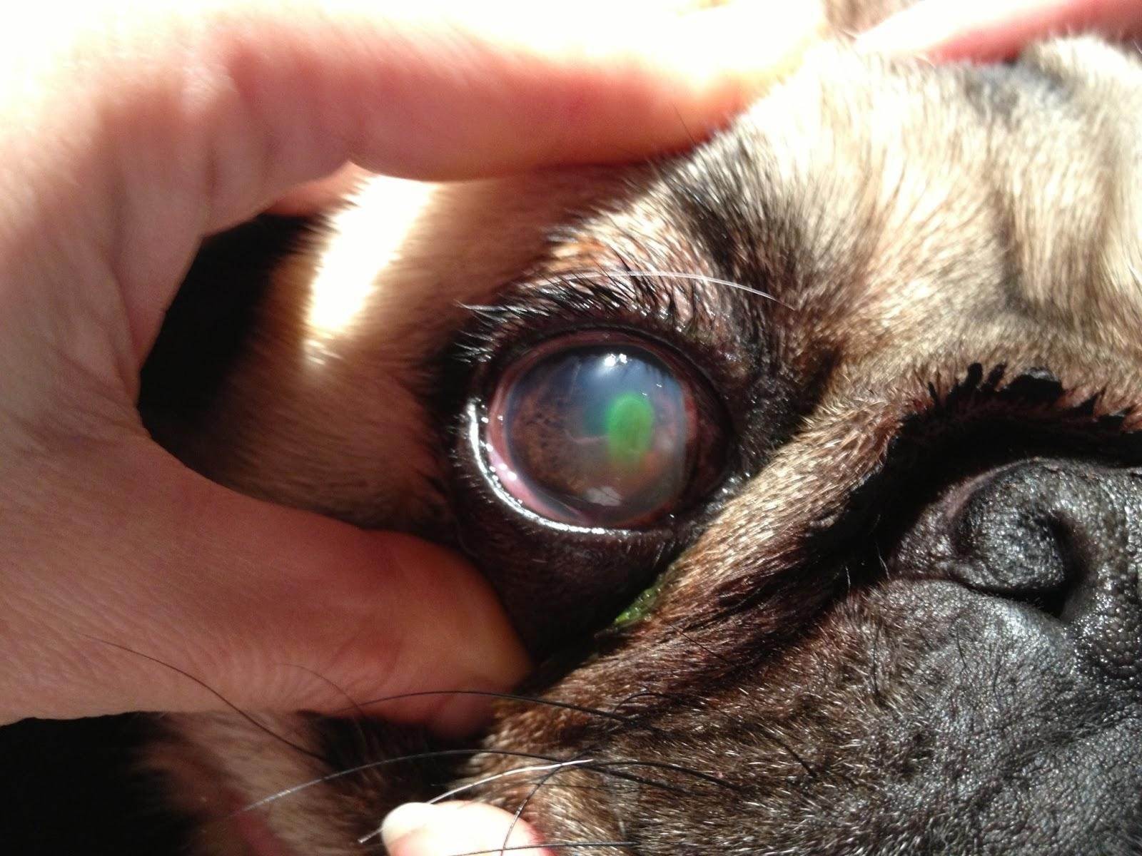 Кератоконъюнктивит у собак: симптомы и лечение | как вылечить