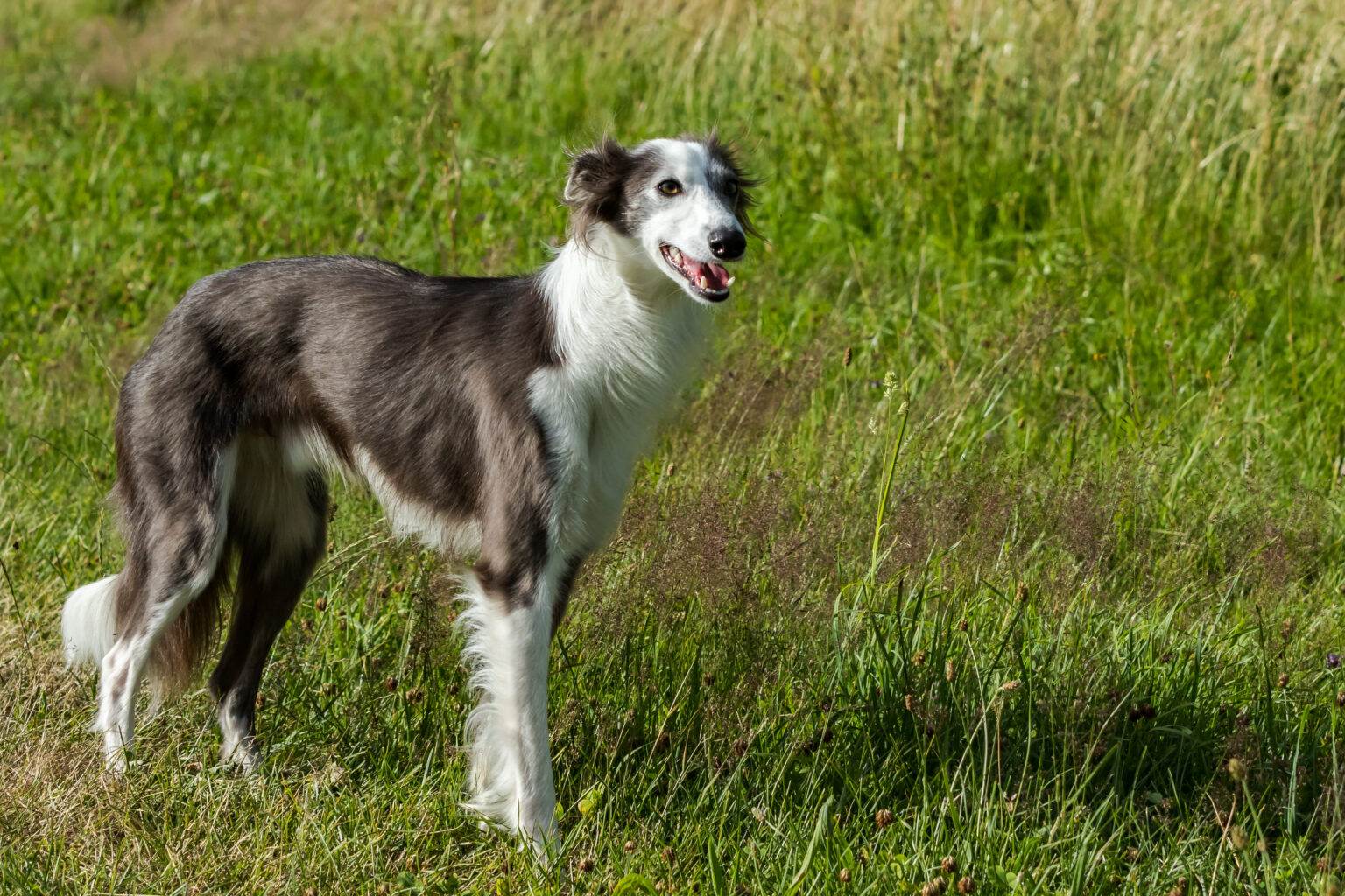 Чинук: описание породы собак с фотографиями и видео