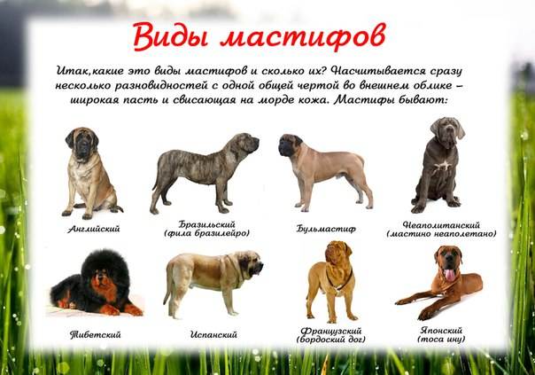 Собаки породы мастиф: здоровье, болезни, особенности содержания | блог ветклиники "беланта"
