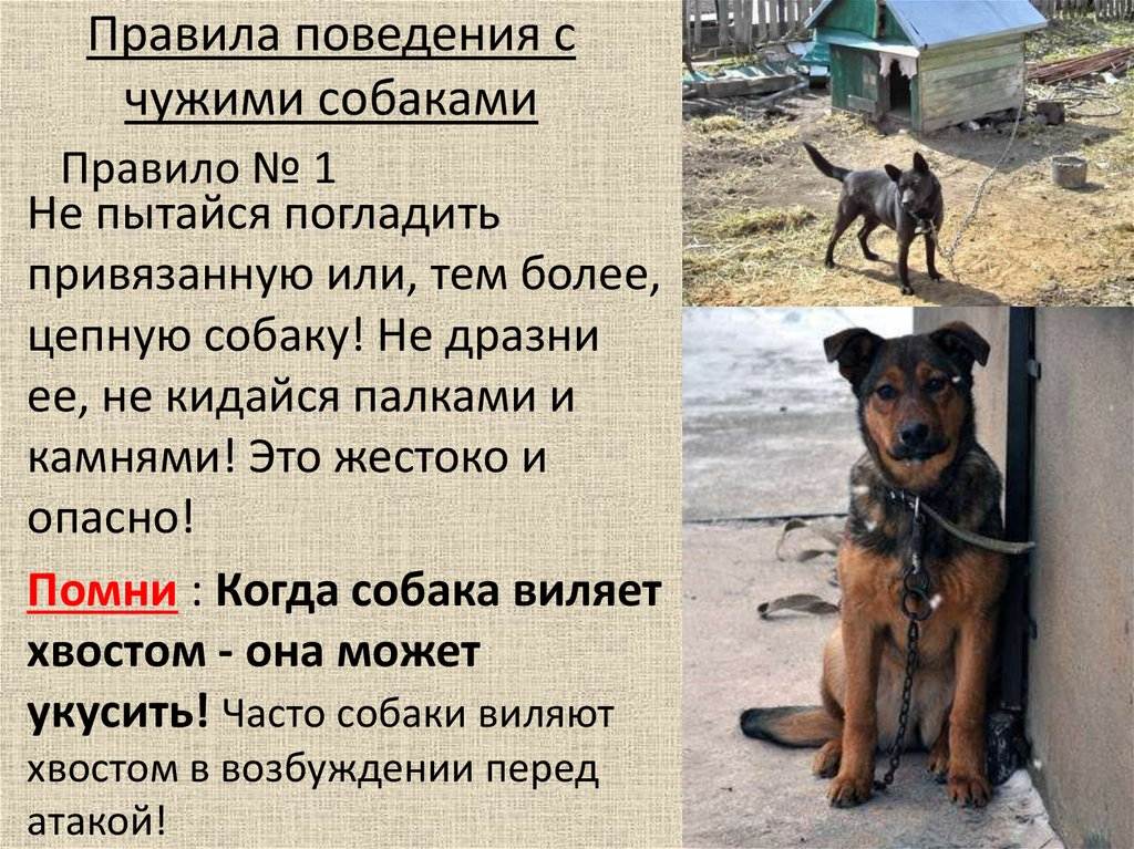 Почему нельзя «очеловечивать» поведение собаки - gafki.ru