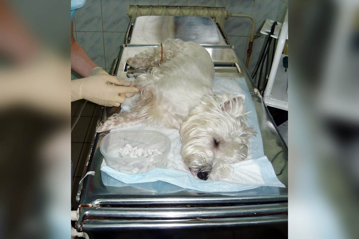 ᐉ как усыпить собаку: препараты для эвтаназии, можно ли осуществить процедуру в домашних условиях - kcc-zoo.ru