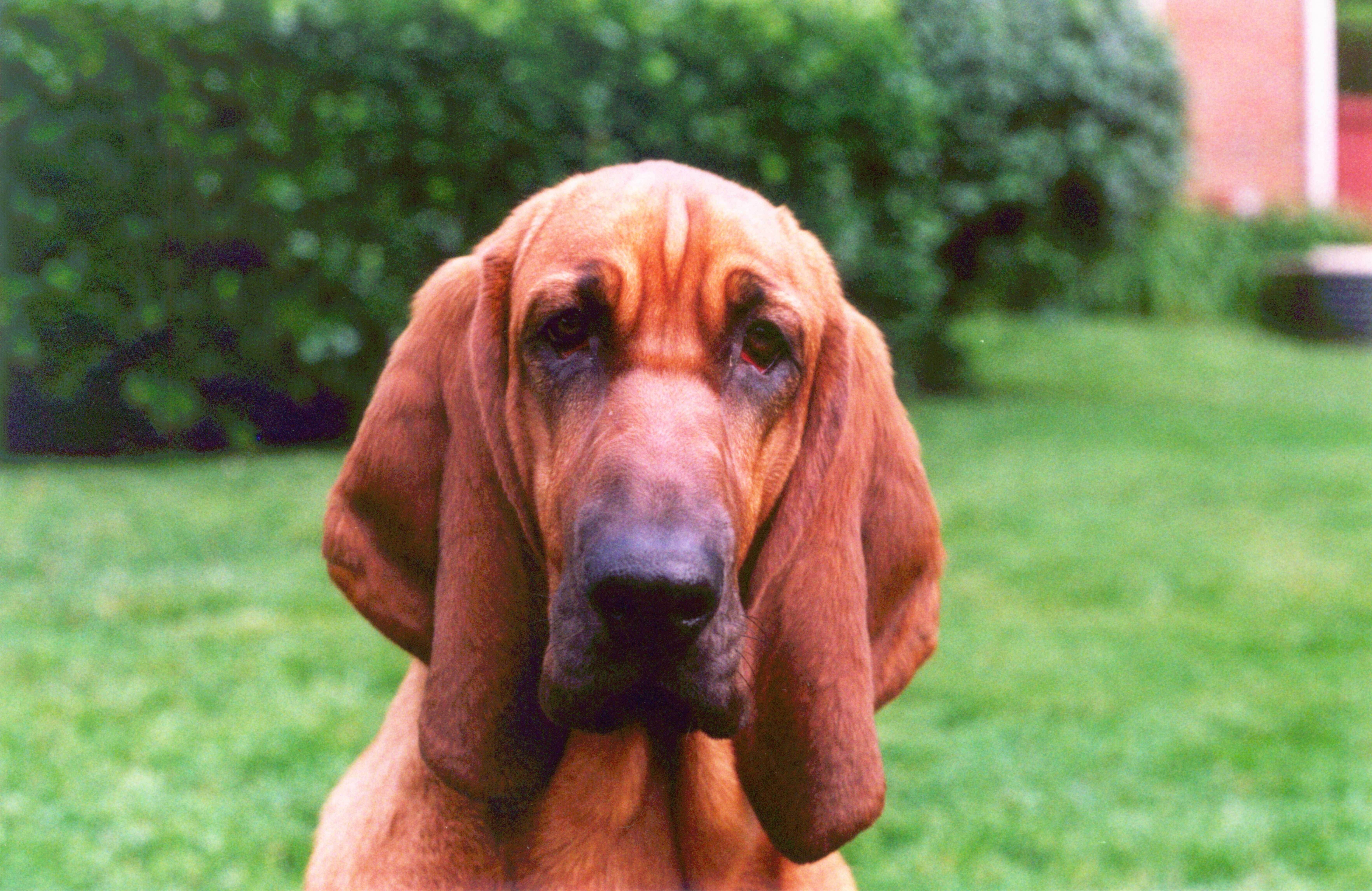 Порода собаки бладхаунд: характеристики, фото, характер, правила ухода и содержания - petstory
