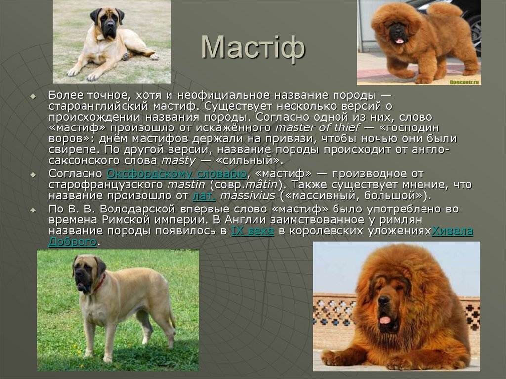 Испанский мастиф: описание, характер, фото | все о собаках