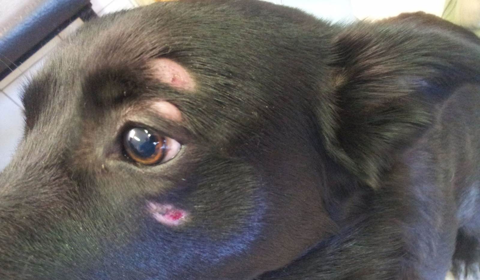 Лишай у собак: фото, лечение и опасность для человекаветлечебница рос-вет