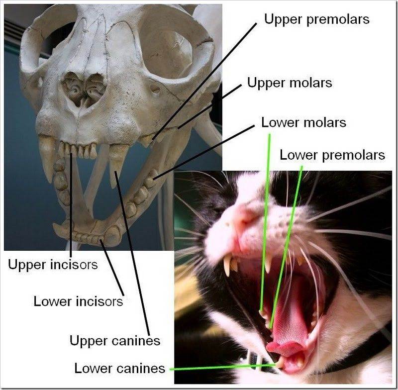 Смена зубов у вашего котенка: когда и как меняются молочные зубы? | hill's