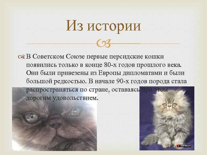 Кормление кастрированных котов. персидские кошки