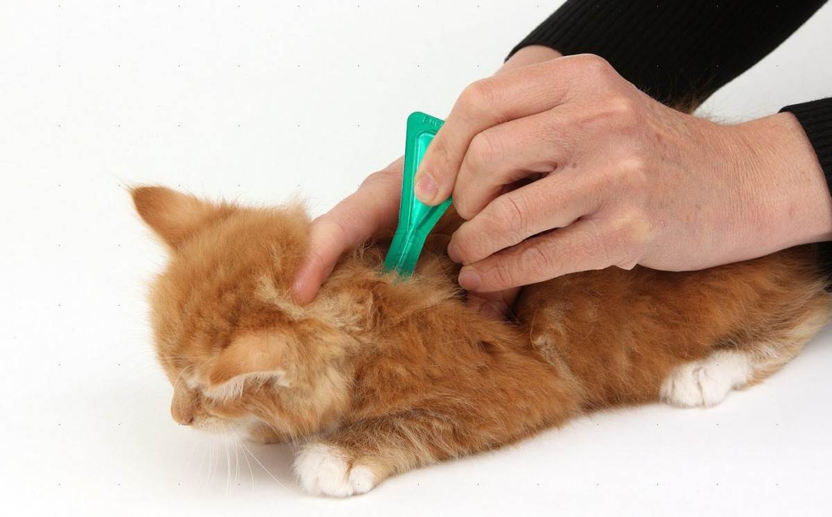 Как убрать шерсть с ковра (собачью, кошачью): как быстро очистить покрытие, как часто должна проводиться чистка?