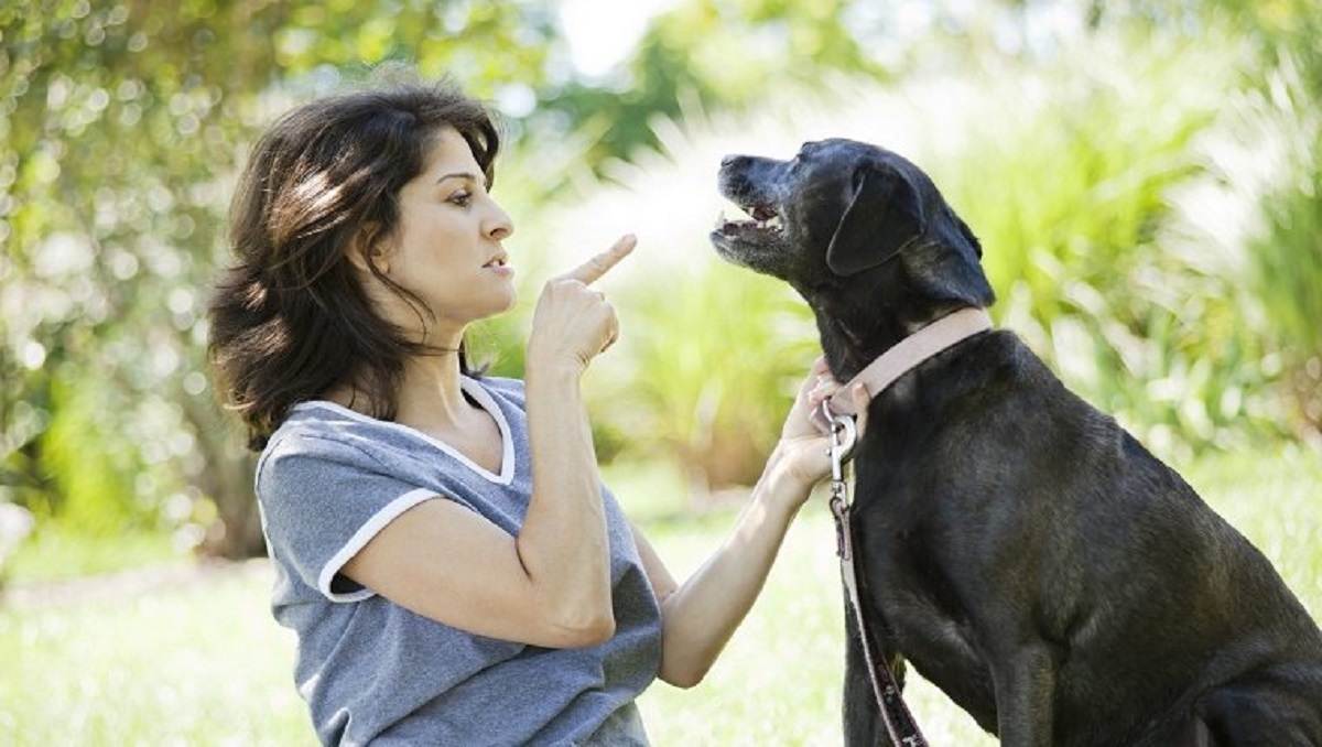 Как отучить собаку лаять на собак на улице и дома