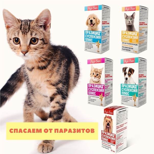 Празицид для кошек - инструкция и характеристика препарата