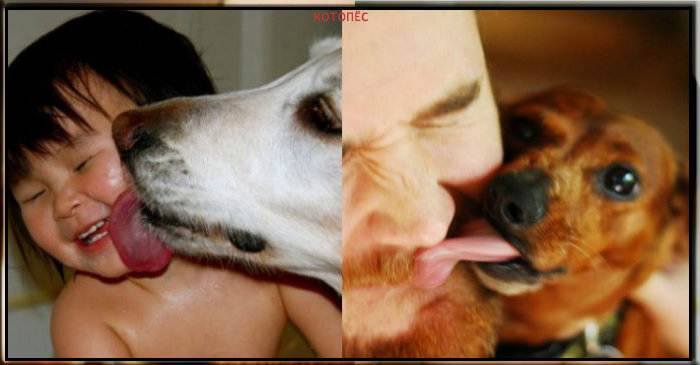 Почему собака облизывает нос: щенок часто зевает