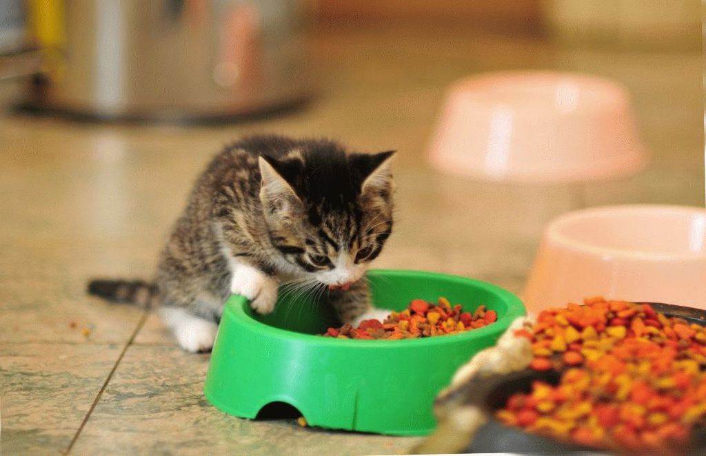 Как приучить кота к сухому корму: причины, важность воды, как начинать приучение, общие правила перевода