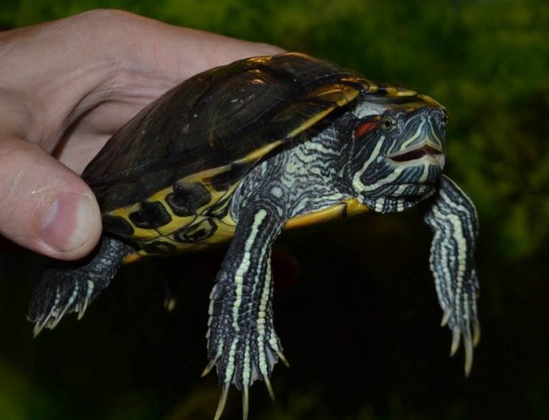 Как определить пол и возраст черепахи красноухой?