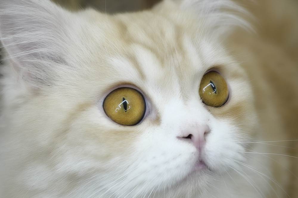 Конъюнктивит у кошек, котов и котят: обратиться к ветеринару или лечить дома?
