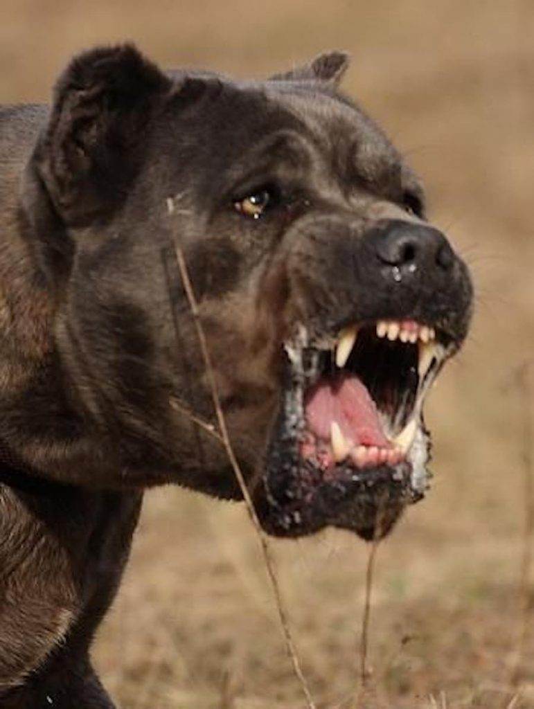 У какой породы собак самые сильные челюсти?