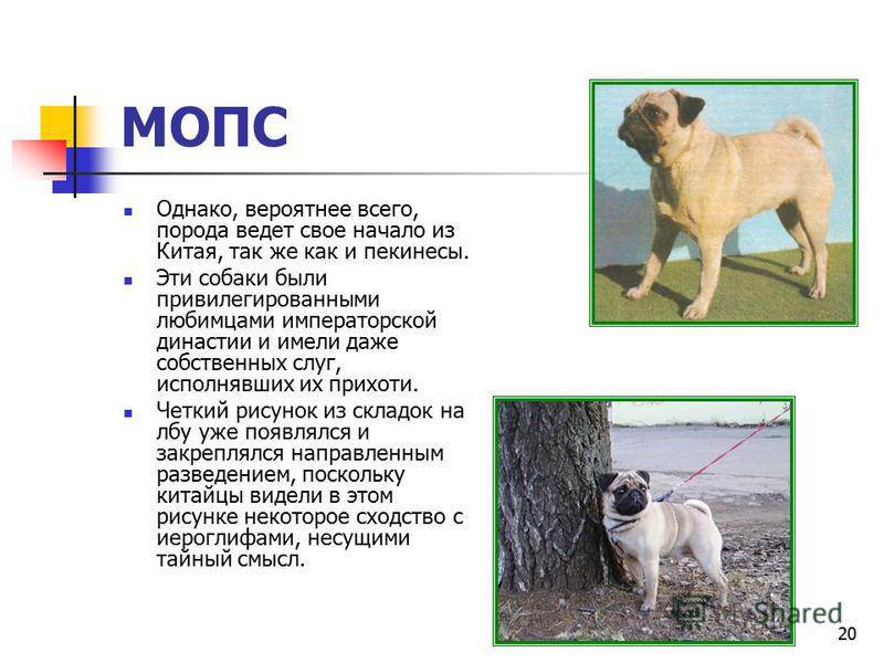 ᐉ собака чунцин или китайский бульдог: описание породы и стоимость щенка - kcc-zoo.ru