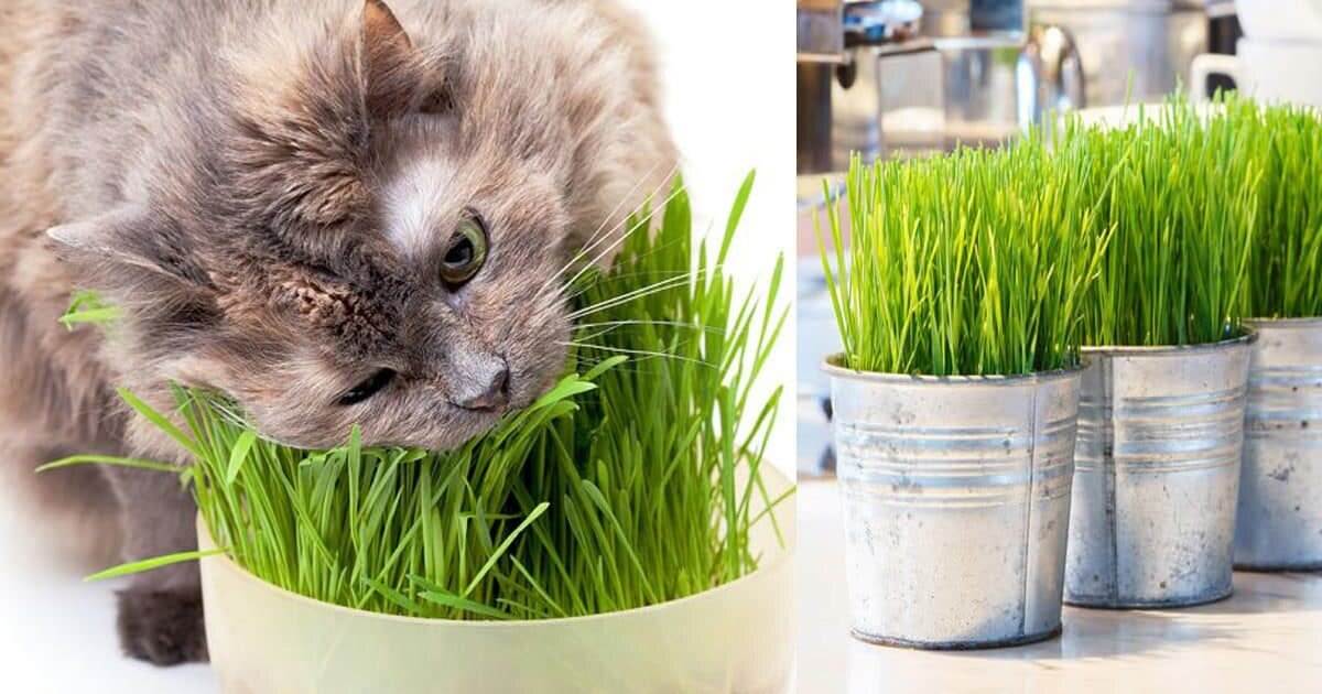 Как вырастить траву для кошки: 2 способа, которые подойдут любому котовладельцу
