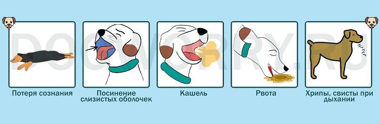 Учащенное дыхание у собаки (причины, до и после приступа, лечение) │ что делать при проблемах с дыханием?