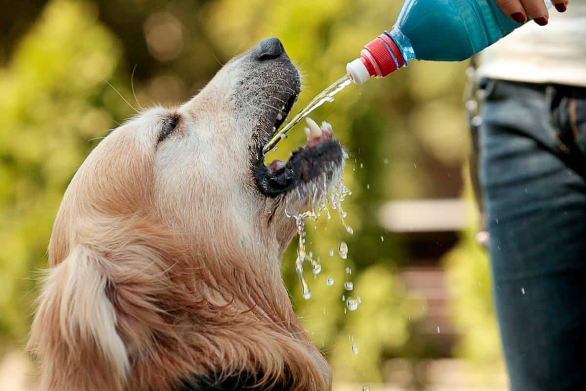 Собака пьет много воды и мочится, в чем причина?