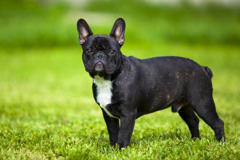 Французский бульдог — описание породы собаки от а до я