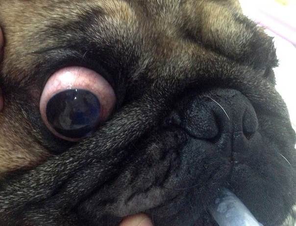 Отчего у собаки вокруг глаз может выпадать шерсть