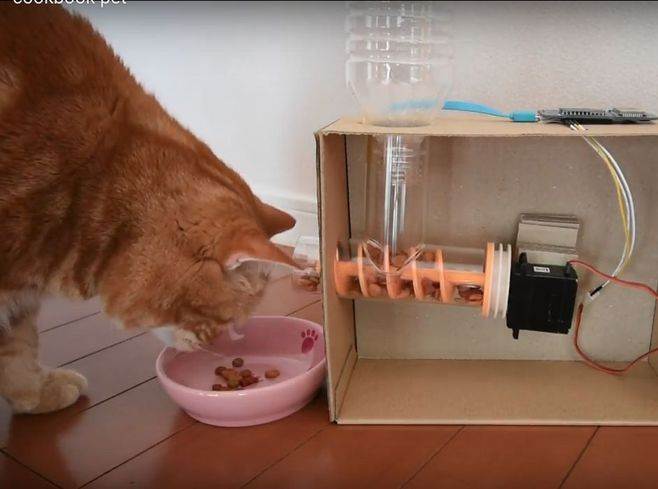 Автокормушка для кошки: особенности выбора дозатора корма и использования автоматической кормушки