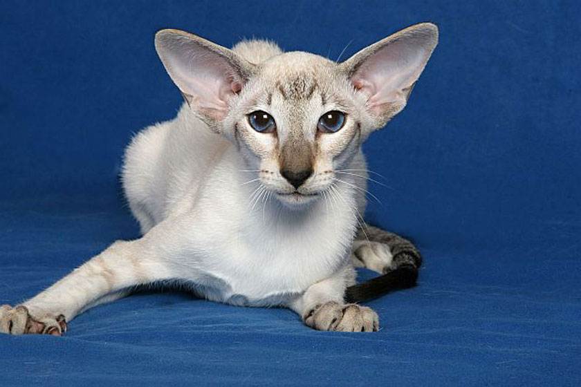 Сейшельская кошка: история, характер и внешний вид