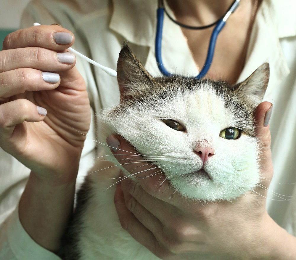 Отит у кошек: симптомы, лечение в домашних условиях, ушные капли, аллергический, бактериальный и гнойный вид