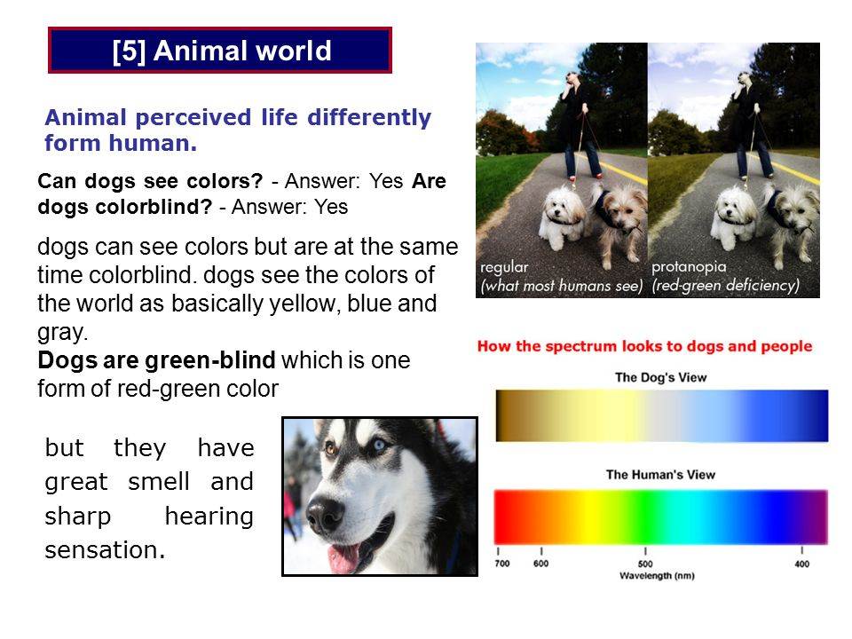 Могут ли собаки различать цвета, сколько и какие цвета видят собаки