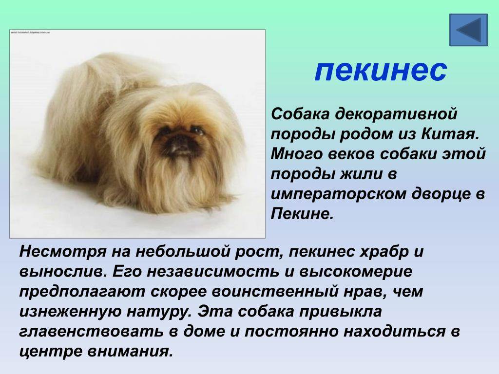 Собака породы пекинес: в какой стране выведена, каково её описание, характеристика, сколько они живут и каким болезням подвержены