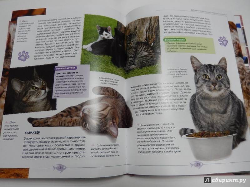 Всё о воспитании кошек