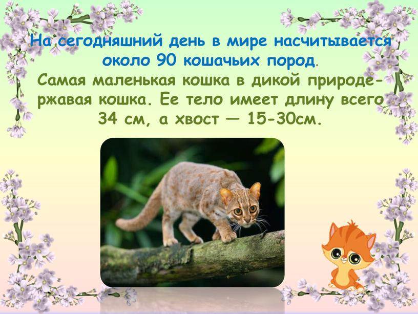 Самые популярные породы кошек в россии и мире