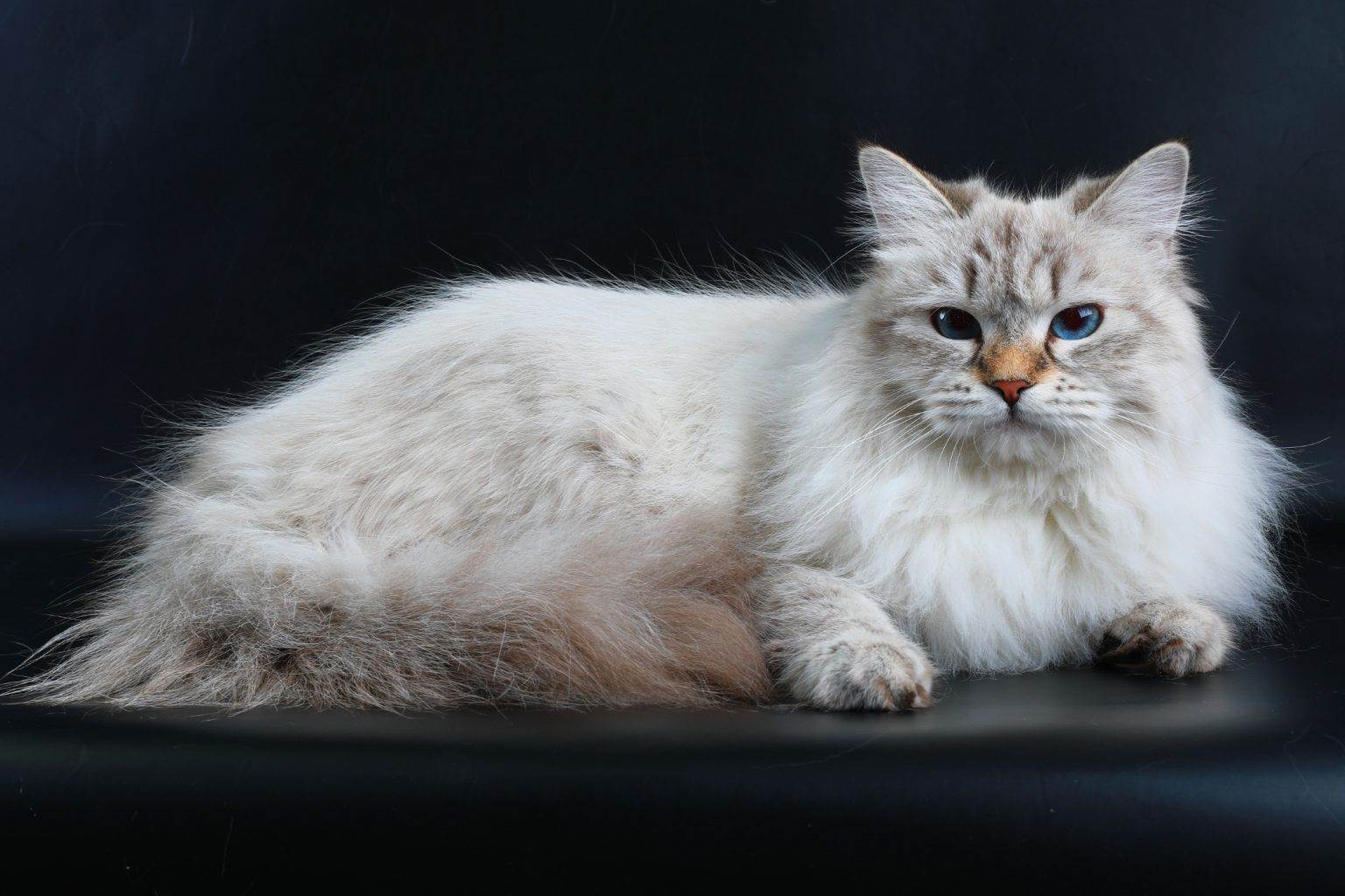 Невская маскарадная кошка: описание породы, характер, отзывы, фото