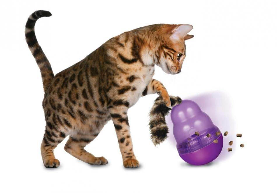 Усатый кодекс: 10 вещей, которыми обязательно занимается каждая кошка - 4 лапки
