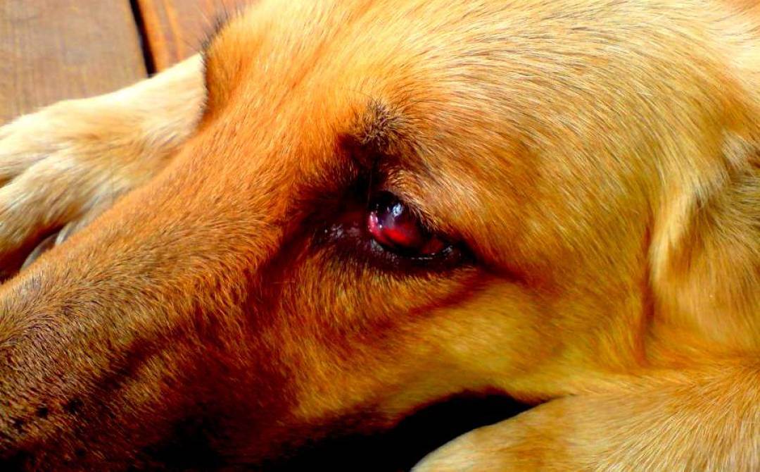 Красные глаза у собаки: причины и что делать