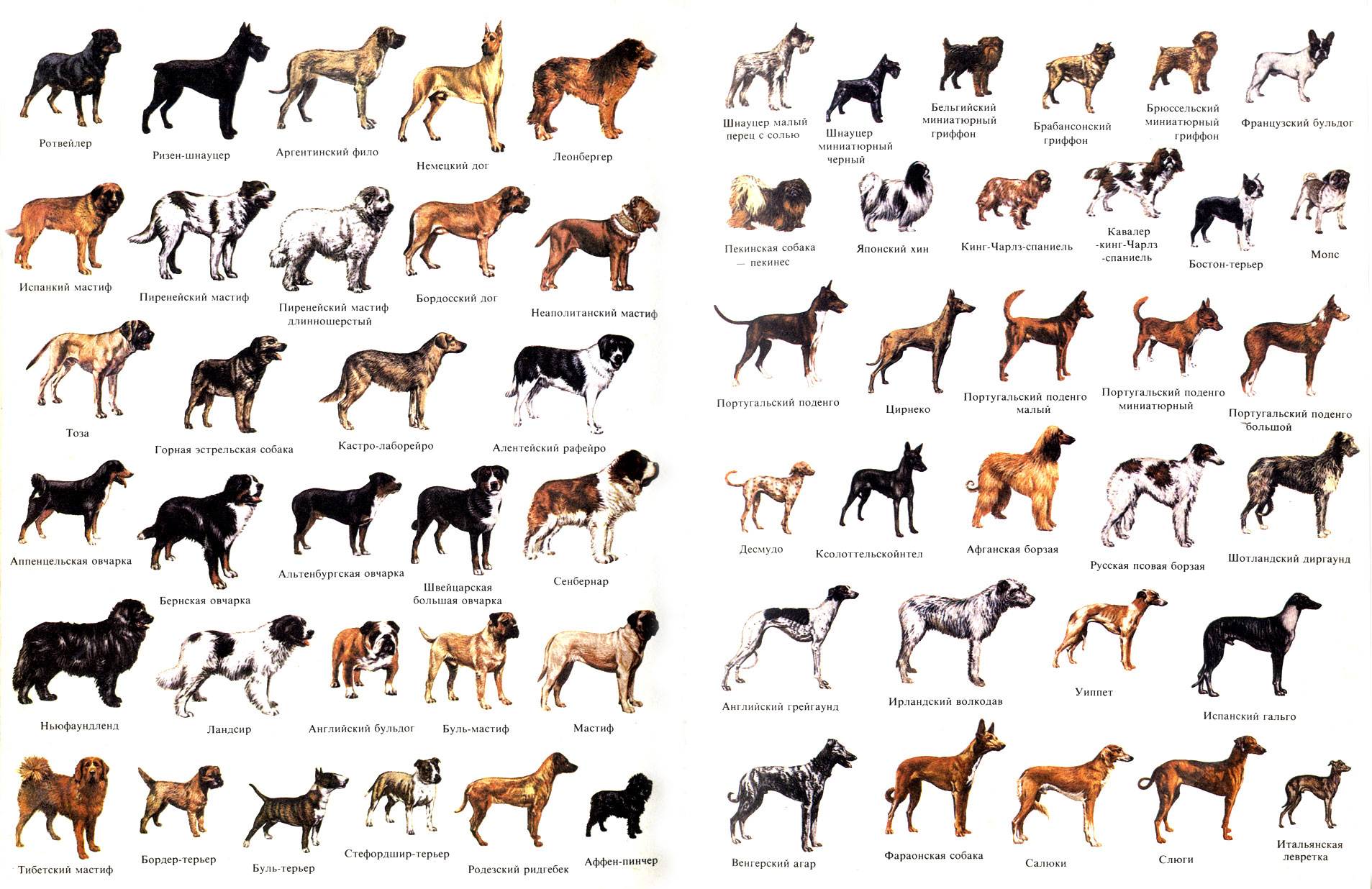 Наиболее распространенные породы собак, их характеристики и фото