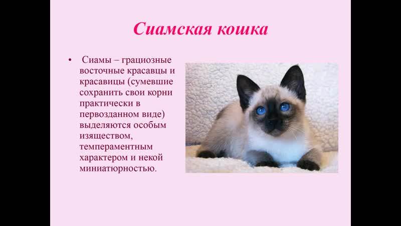 Тонкинская кошка (тонкинез) – порода кошки от а до я