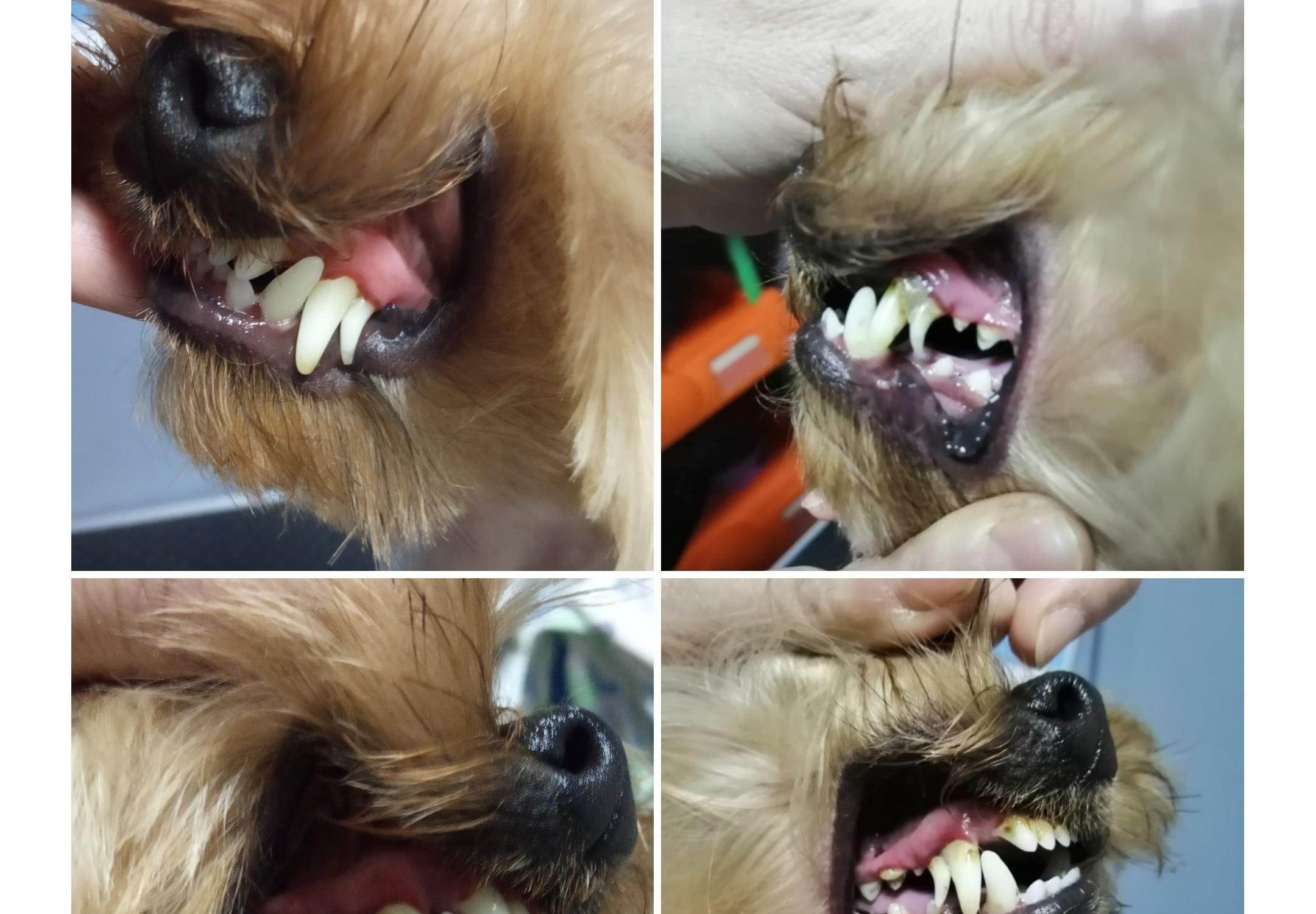 Зубной камень у собак. чистка зубов собаки и удаление зубного камня