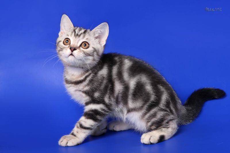 Шотландская прямоухая кошка (скоттиш страйт): 85 фото, описание, окрас, характер кошек