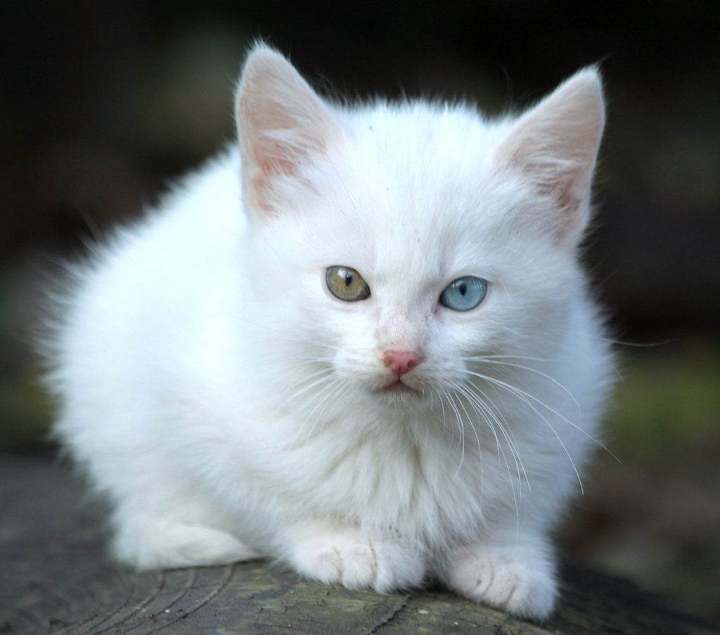 Русская голубая кошка - фото, характер, описание породы