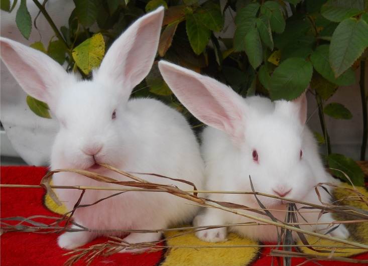 Кролики великаны: разведение, выращивание, кормление