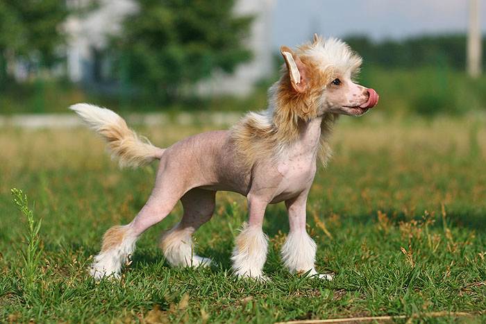 Основные сведения о китайских хохлатых собаках: стандарты внешнего вида, характер