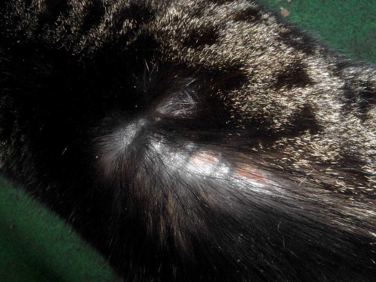 Блошиный дерматит у кошек | лечение, симптомы, фото, чем лечить