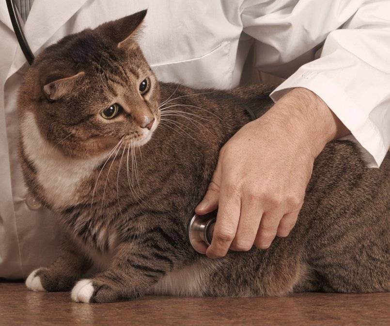Инсульт у кошек: симптомы и признаки, лечение, как ухаживать за котом после инсульта, прогнозы