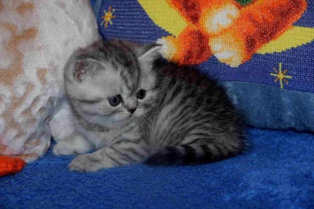 Шотландская вислоухая кошка: разновидности породы, обзор окрасов, отзывы и фото