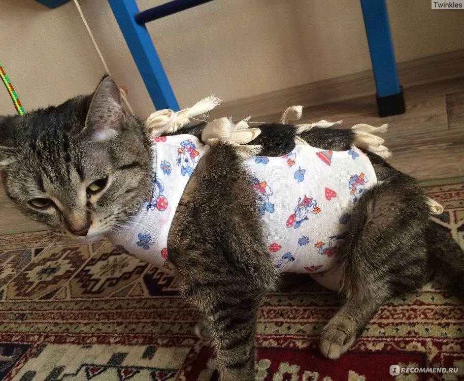 ᐉ когда снимать попону с кошки после стерилизации? - zoomanji.ru