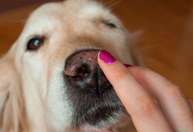 Какой должен быть нос у здоровой собаки: на ощупь, мокрый холодный, сухой, когда нужно обратиться к ветеринару