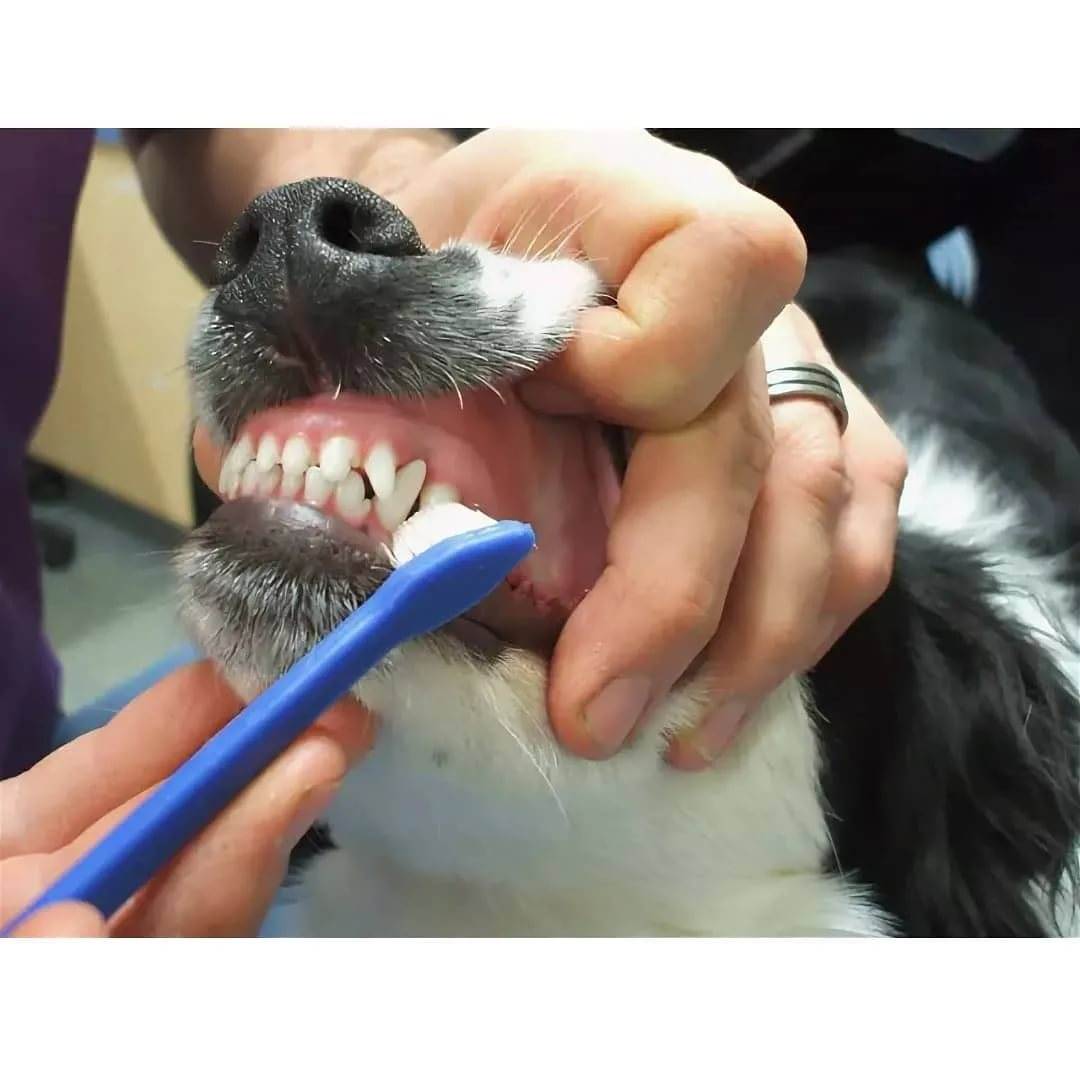 Чистка зубов собаке: как часто нужно чистить в домашних условиях, а также какие лакомства, косточки, гель, спрей, зубные щетки и паста есть для этого