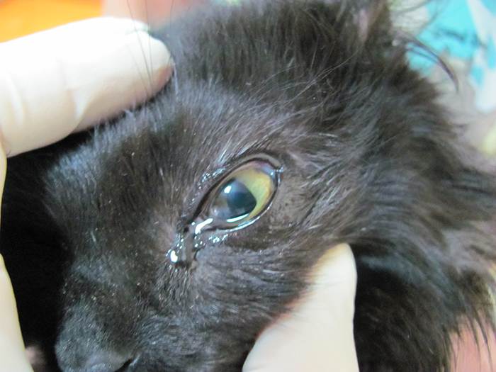Конъюнктивит у кошек: фото и чем лечить – от ветеринара